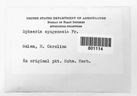 Diaporthe syngenesia image